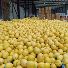 China Wholesale Bulk Fresh Style and Citrus Fruit Product Type Yellow Lemon